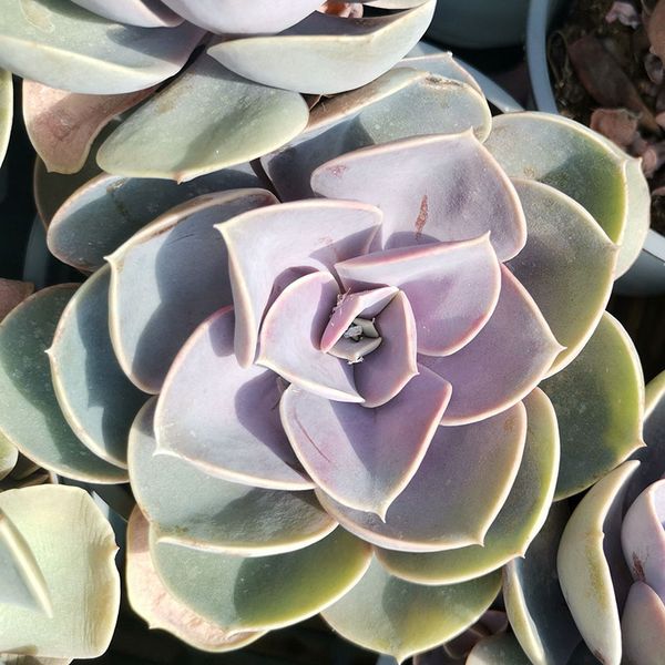 

true flowersindoor sedum small succulent plants garden potted home desk office interior home decoration garden planting landscape bonsai