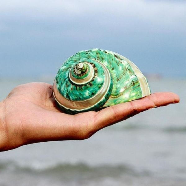 

novelty items natural conch coral peeled green turban snail aquarium gift decoration fish collection specimen l3v3