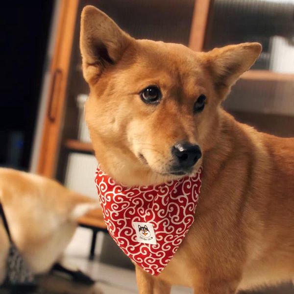 

cat costumes tang grass shiba inu akita triangle saliva scarf dog ribbon