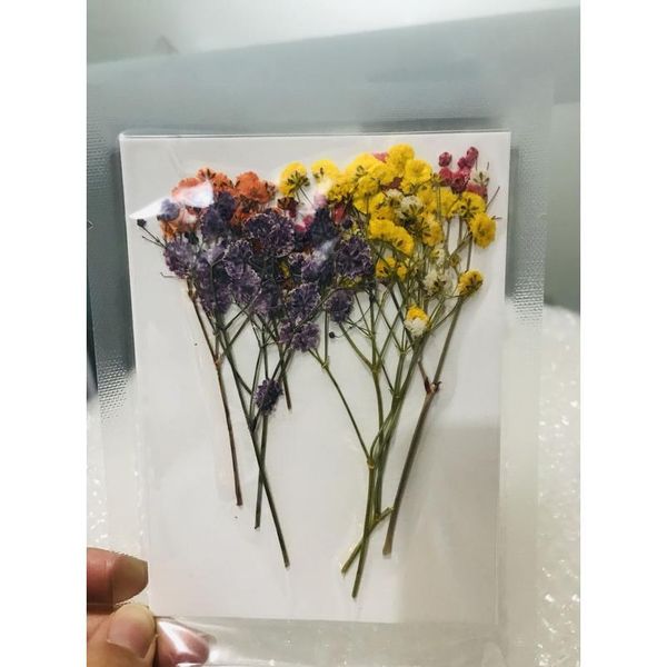 

natural dried flowers embossing botany specimen diy glue hand shell aromatherapy candle p frame activity material jlltpb