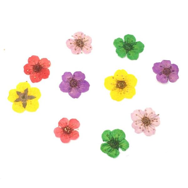 

nail art decorations 50pcs 3d dried flowers sticker five petal flower colorful natural real dry decal for accessories, Silver;gold
