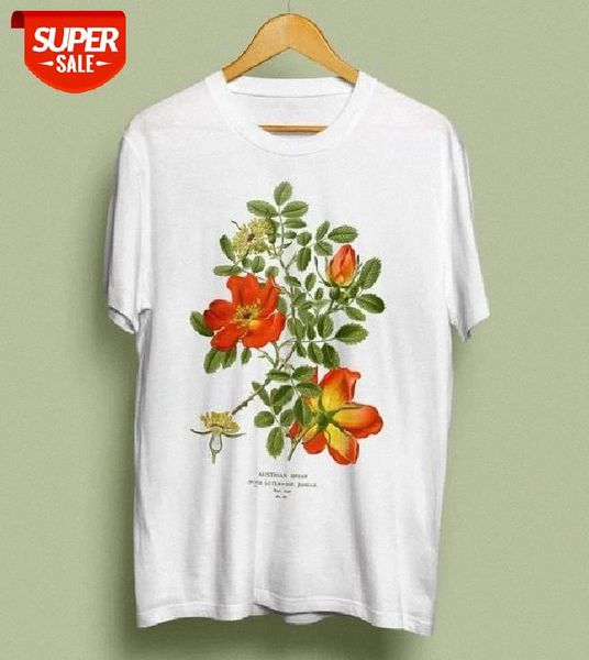 

sunfiz austrian briar rose t-shirt - botanical illustration, botanical art, botany, flower tshirt, rosa foetida, vintage #001c, White