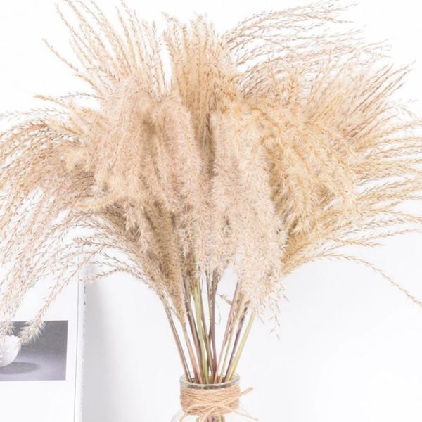

decorative flowers & wreaths dried reeds decoration pampa grasses phragmites real small ornamental bunch natural plants for wedding house or