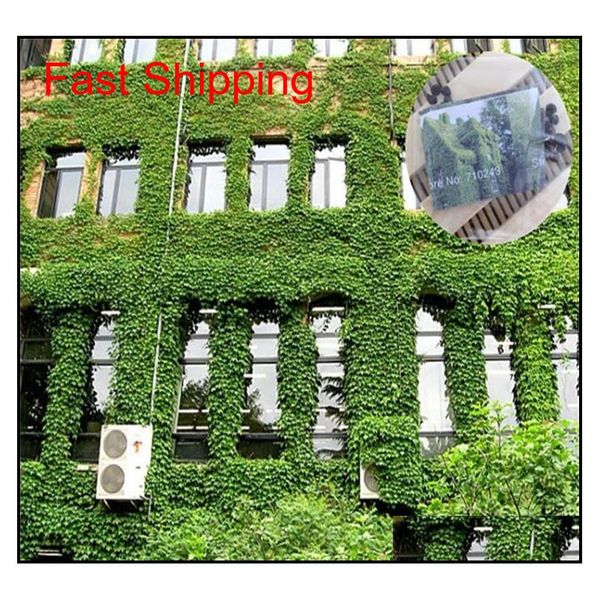 

boston ivy climbing foliage plants 3 leaf brocade flower seeds the four seasons information easy to kind of 1 qyltrl bdenet