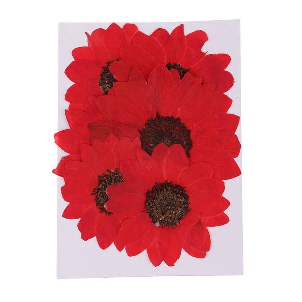 

6 pieces natural real flowers dried flower diy craft