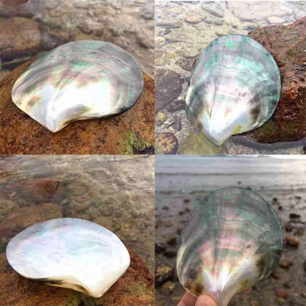 

decorations natural seas black scallop ornaments mussel sea pearl-v2u9