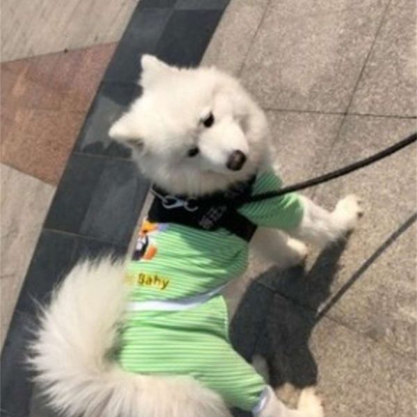 

pet large big golden samoye spring medium dog summer thin four legged clothing