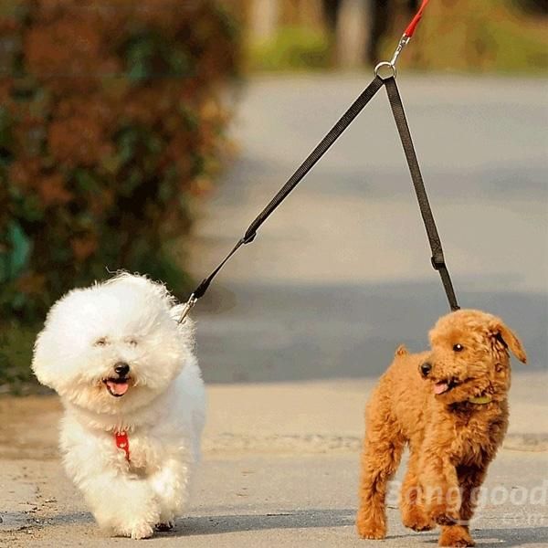 

dog collars & leashes 2021 nylon double coupler twin lead 2 way two pet dogs walking leash safety