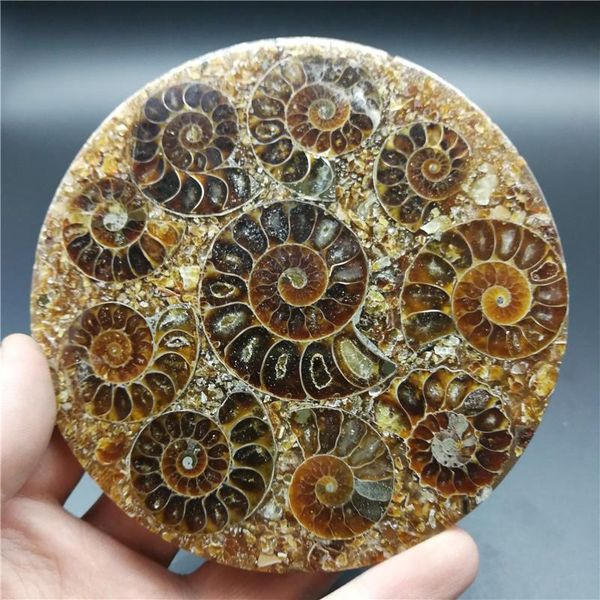 

natural ammonite fossil conch crystal specimen healing 1pc