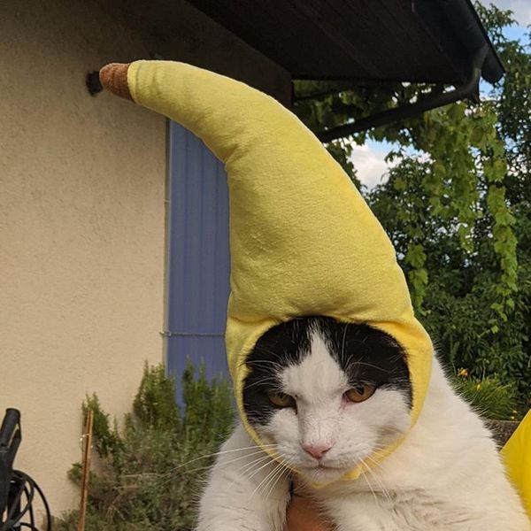 

creative funny pet dog cat cap costume banana hat new year party christmas cosplay accessories p props headwear