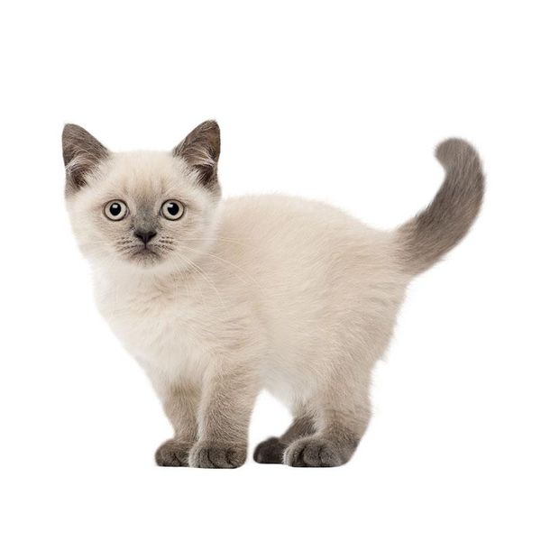 

wall stickers three ratels qc492 high detail british shorthair cat for kids animal poster living room