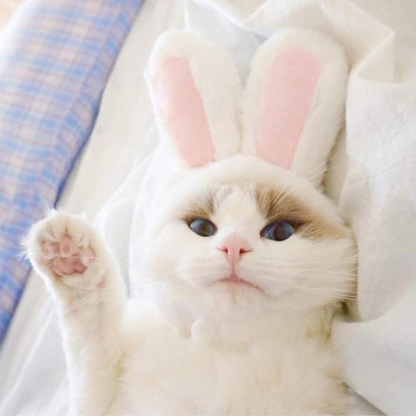 

cat costumes cute cap pet costume fashion kitten small dogs year party halloween christmas cosplay ears cats accessories