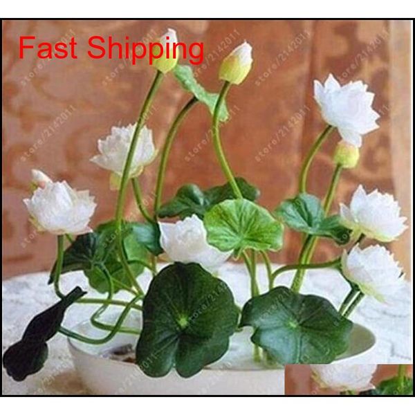 

2018 5pcs/bag bowl lotus water lily seeds rare aquatic flower seeds perennial plant bonsai for hom qylcxz dh_seller2010