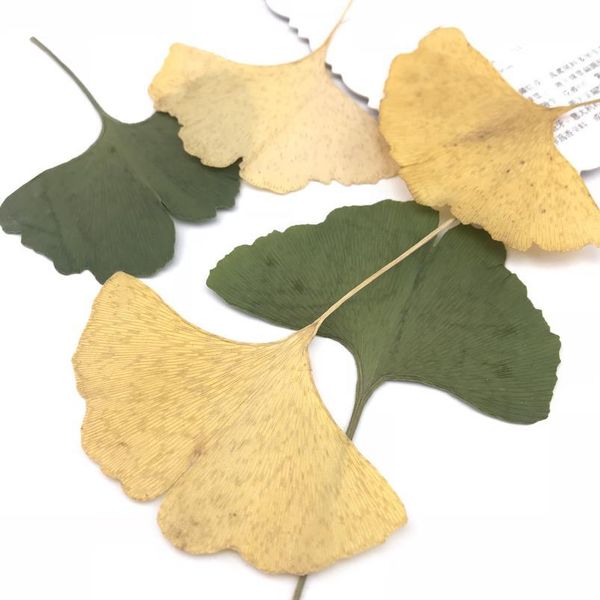 

20pcs,natural pressed ginkgo leaves,eternal real leaves for diy wedding invitation art bookmark gift card,scented candl qylfqh