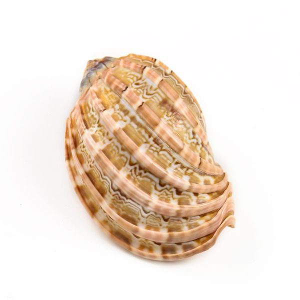 

novelty items 7-10cm natural rare harp shell carambola conch seashell collectibles specimen mascot aquarium tank landscape nautical home dec