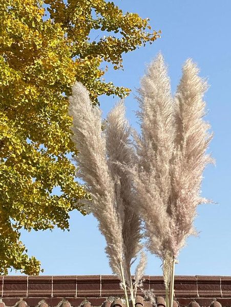 

natural pampas grass dried flowers fake flowers valentines day phragmites wedding flower bunch for home decor primary color