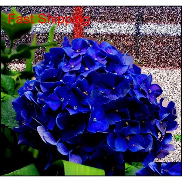 

20 pcs/pack rare hydrangea seeds balcony potted flowers hydrangea for home& garden p qylmct new_dhbest