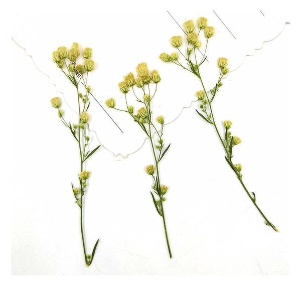 

100pcs,natural pressed eternal flowers with branches,diy wedding invitation craft gift bookmark decoration,scented candle de qylgwa