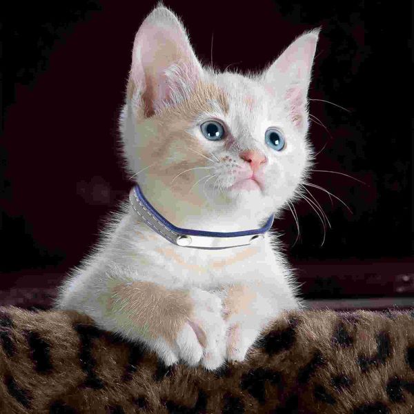 

cat collars & leads 5pcs reflective pet comfortable unique neck ornament