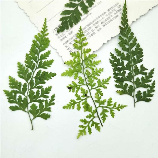 

decorative flowers & wreaths pteris leaves true plant specimens pressed flower for make up decoration 120pcs