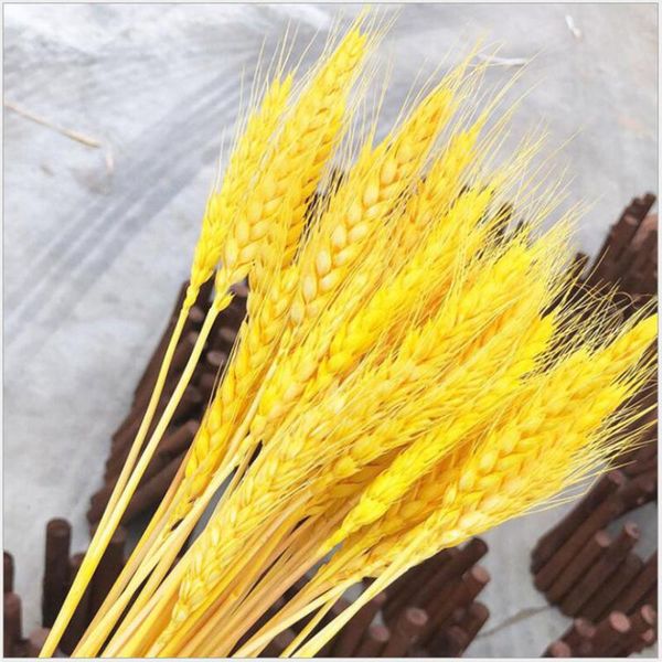 

decorative flowers & wreaths bulrush natural dried small pampas grass phragmites real wheat artificial plants wedding flower bunch for home