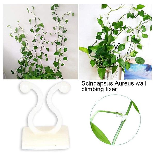 Outros fornecimentos de jardim 10 / 5pcs clipes de plantas para subir suportes de parede invisível montagem adesiva ganchos tendril titular decoração de casa