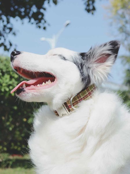 

factory dog anti loss small large lettering name traction rope brand dog collar