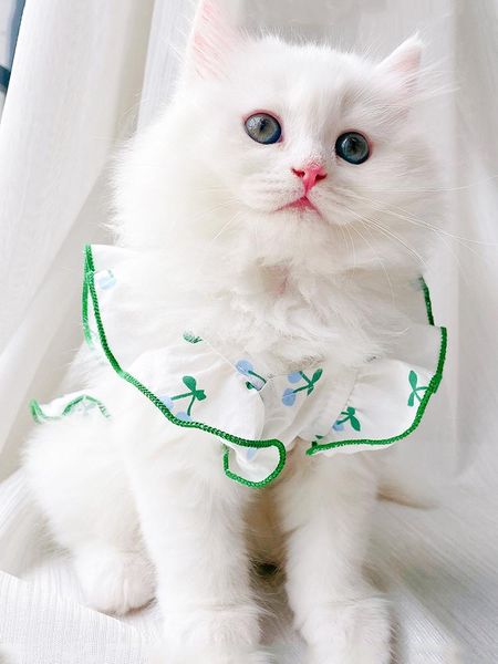 

cat costumes in cats clothing summer ragdoll pet and puppy vest dress clothes dog one-piece xs-xxl