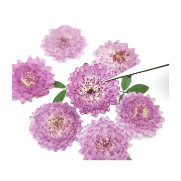 

24pcs,natural pressed flowers real dried chrysanthemum,diy art craft valentines gift bookmark decoration,scented candle decor jlldui