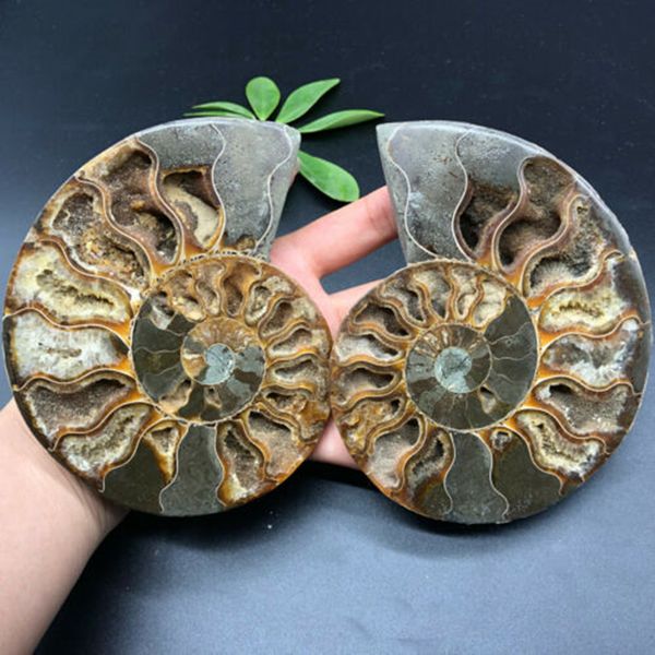

a pair natural ammonite shell fossil healing mineral reiki specimen art collection stone artifacts