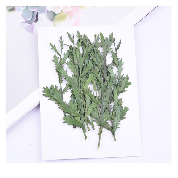 

8-12cm/24pcs,natural pressed eternal flowers stem,real plant diy wedding invitations craft bookmark scented candles decoration jlliyd
