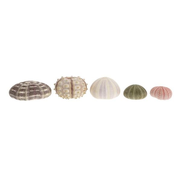 

novelty items 5pcs sea urchin shell home ornament fish tank aquarium landscape