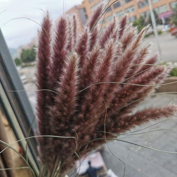 

decorative flowers & wreaths 30pcs para decoracion dried small pampas grass pantas artificiales real plants home decor wedding decoration fl