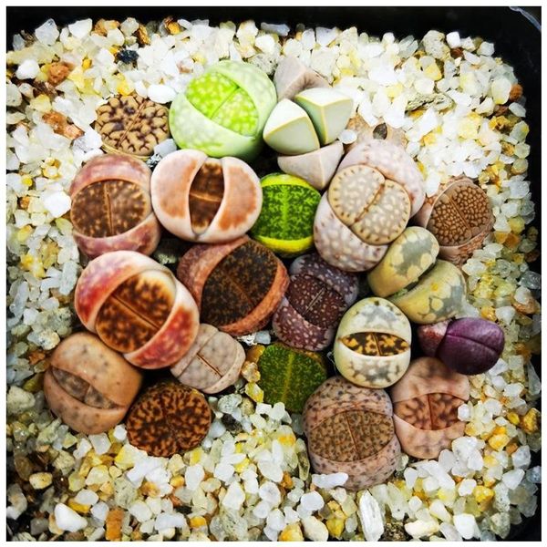 

decorations 100pcs living stones succulent cactus seeds nature rare mix lithops plants flowers essence moisturizing lip