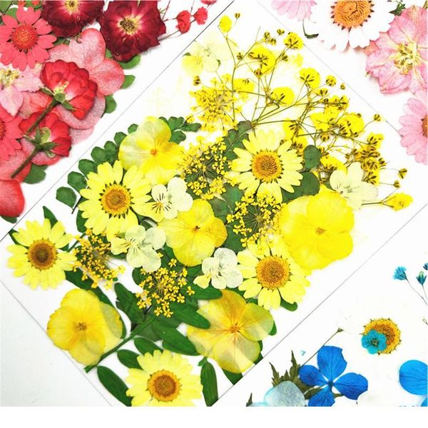 

pipifren pressed flowers small dried flowers scrapbooking dry diy preserved flower decoration home mini bloemen flor jllvxr