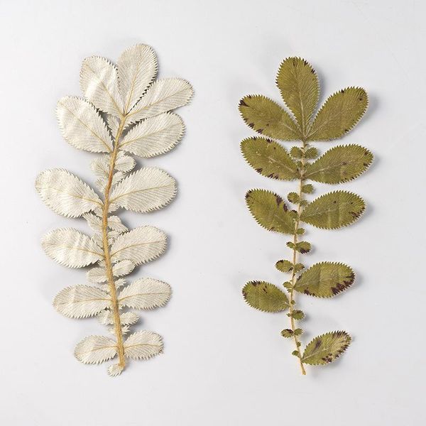 

decorative flowers & wreaths 24pcs/ pack natural lace fern diy epoxy art crafts student handcraft papermaking phone case bookmark candle soa