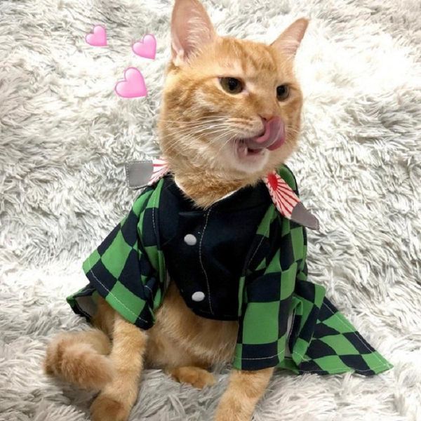 

dog apparel spring autumn demon slayer nidouzi butterfly ninja pet clothing fashional personality splicing printed sweatshirt for gifts