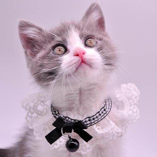 

dog car seat covers 2021 pet cat hand po lace bowknot bell collar saliva scarf neck