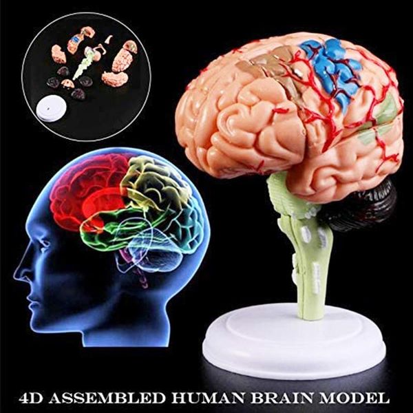 

decorative objects & figurines human brain model removable anatomical internal sculptures teaching tool home decor accessories