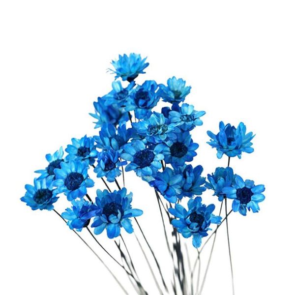 

decorative flowers & wreaths 30pcs natural daisy beautiful preserved dried everlasting flower for bouquet party (blue)