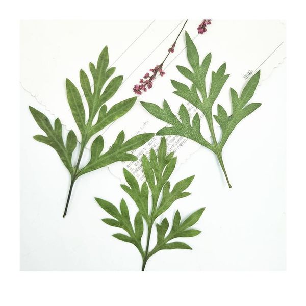 

12pcs,pressed cosmos sulphureus leaves,nature real touch display leaf, diy candles craft bookmark gift card,facial de qylwcy