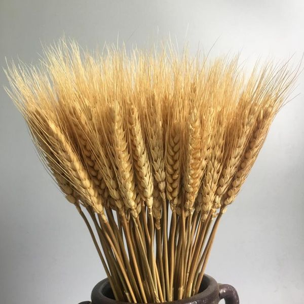 

decorative flowers & wreaths 50ps natural wheat ear rice farmhouse opening barley real dried flower bouquet pastoral dry branch gift shootin