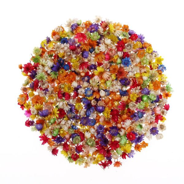 

decorative flowers & wreaths about 200pcs real dried brazil little star flower diy art craft epoxy resin candle making jewellery wedding dec