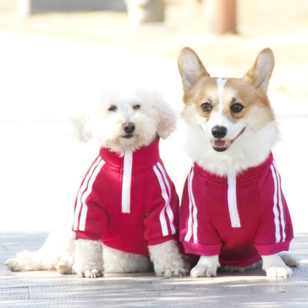 

2021 new spring and autumn trend pet sportswear nostalgic temperament teddy corg