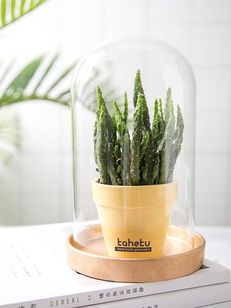 

decorative objects & figurines diameter 12cm transparent dome glass cover with gold wooden board save flower holder handmade craft display b