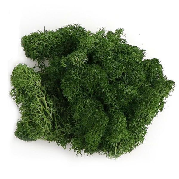 

20g immortal natural moss norwegian reindeer garden artificial plant flower craft landscape wedding multi-color grass moss