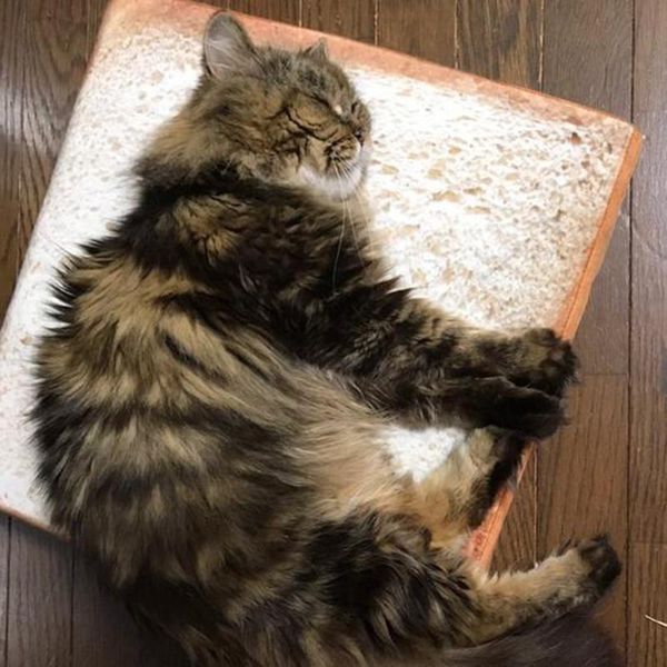 

3d simulation washable toast cat dog pad cat litter dog mattress pet bed throw pillows floor pouf soft chair cushion pets mat *
