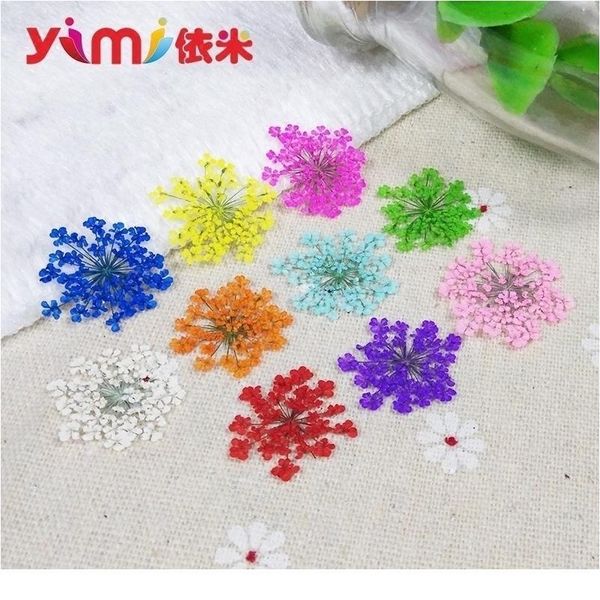 

ammi majus small real dried flower dry plants for candle epoxy resin pendant necklace jewelry making craft diy a qylqju