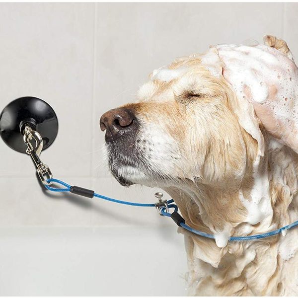 

dog collars & leashes gomaomi durable bathing and grooming tub leash restraint with heavy duty industrial suction cup keeps in