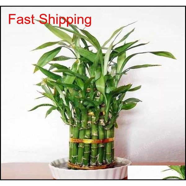 

30pcs of lucky bamboo plants bonsai good luck plants vitality tenacious balcony living roo jllwvy dh_niceshop